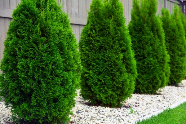 Arborvitae Planting in Riverton
