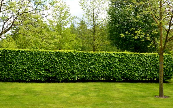 Hedge Planting in Riverton