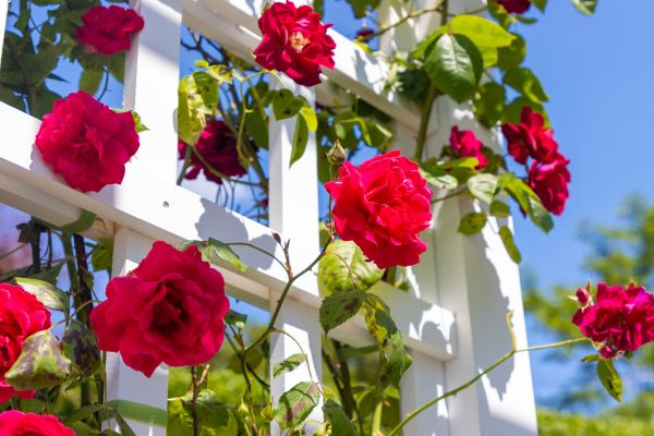 Home Gardening Service in Riverton