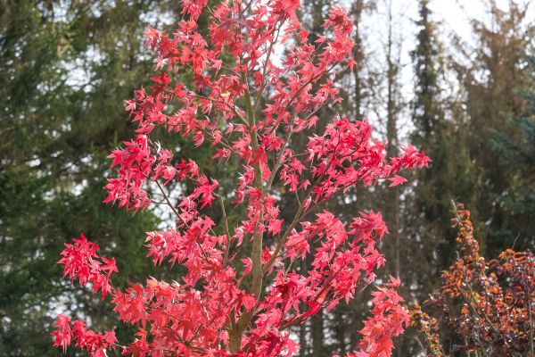 Japanese Maple Planting in Riverton