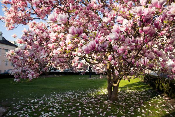 Magnolia Tree Planting in Riverton