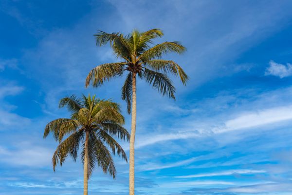 Palm Tree Planting in Riverton
