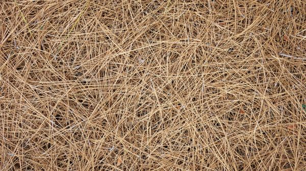 Pine Needles Delivery in Riverton