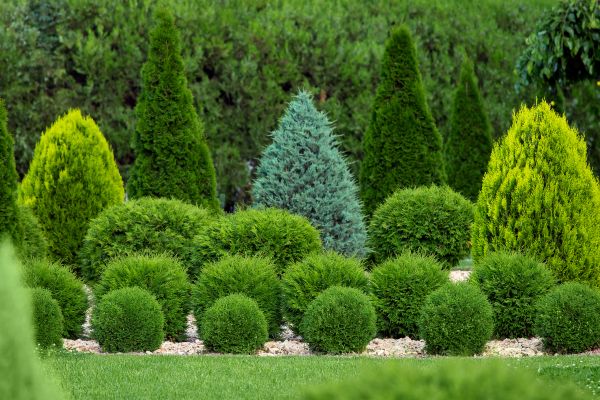 Shrub Replacement in Riverton