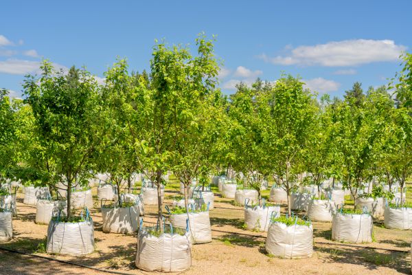 Tree Planting Service in Riverton