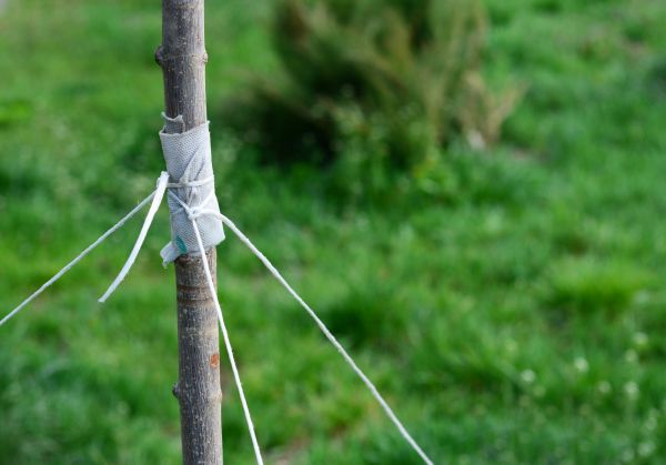 Tree Staking Service in Riverton