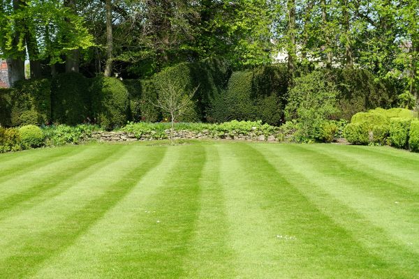 Lawn Renovation in Riverton