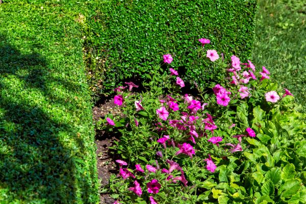 Softscaping Service in Riverton