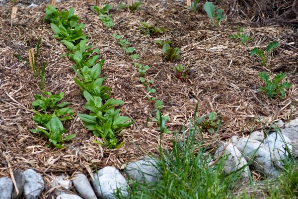 Mulch Service in Riverton