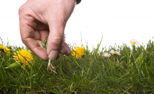 Lawn Weeding in Riverton
