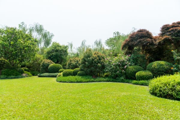 Tree Landscaping in Riverton