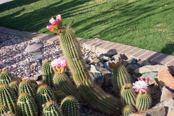 Desert Landscaping in Riverton
