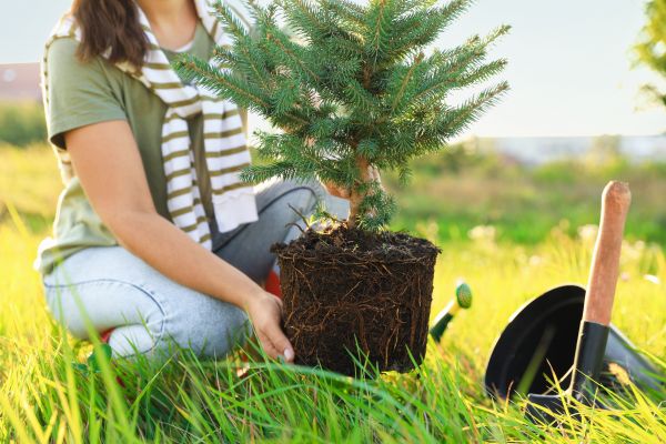 Spruce Tree Planting in Riverton