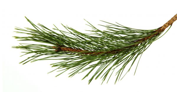 Pine Needles Installation in Riverton