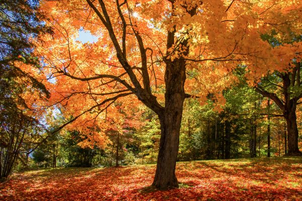 Maple Tree Planting in Riverton