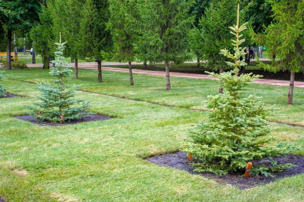 Privacy Trees Planting in Riverton