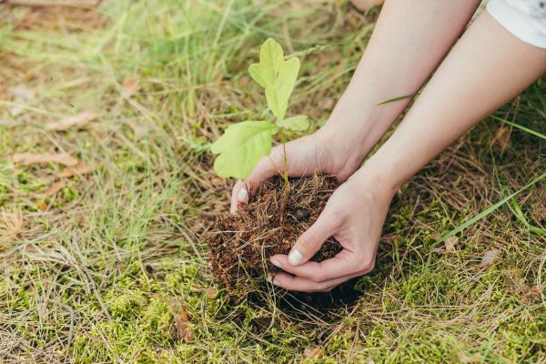 Oak Tree Planting in Riverton