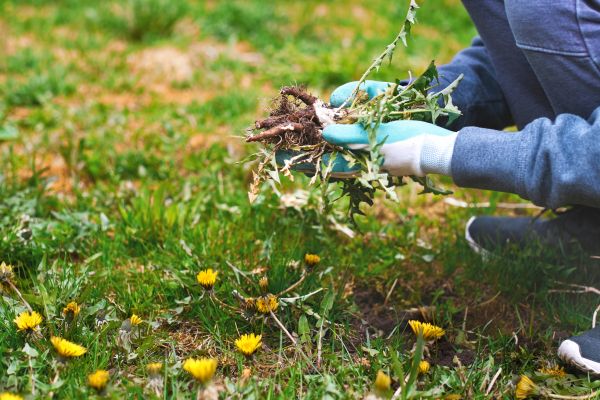 Flower Bed Clearing in Riverton