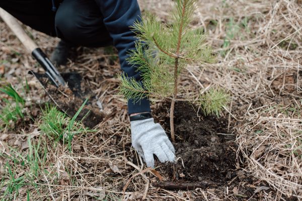 Pine Tree Planting in Riverton