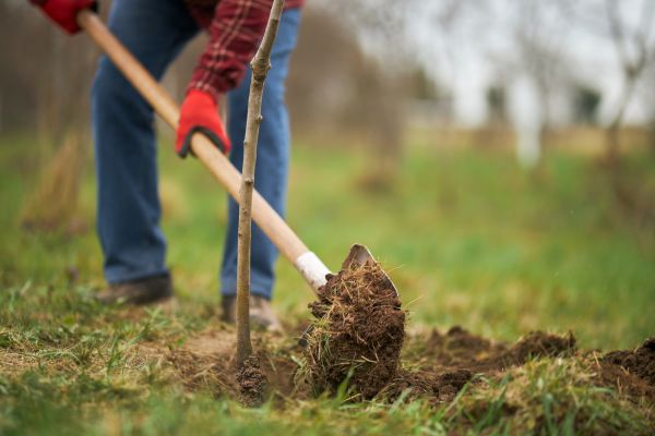 Trees Planting in Riverton