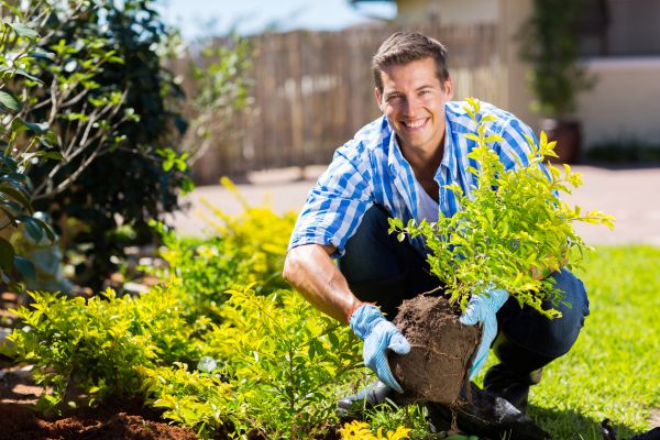 Shrub Landscaping in Riverton