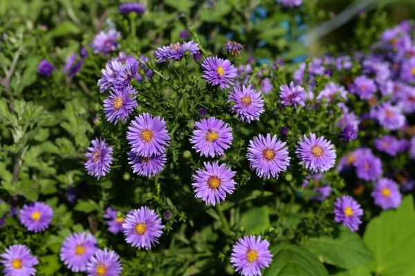 Perennial Flower Planting in Riverton