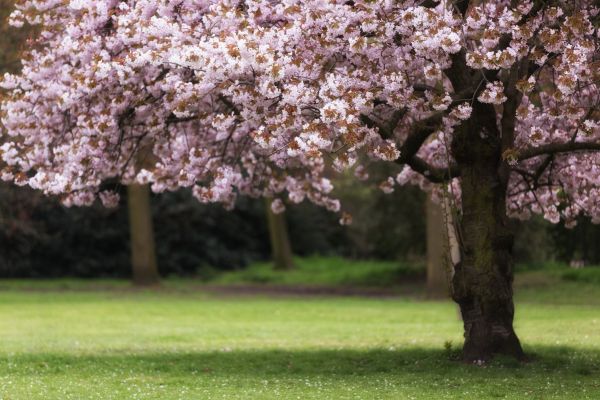 Cherry Tree Planting in Riverton