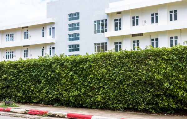 Privacy Landscaping in Riverton