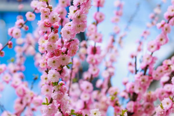 Japanese Cherry Tree Planting in Riverton