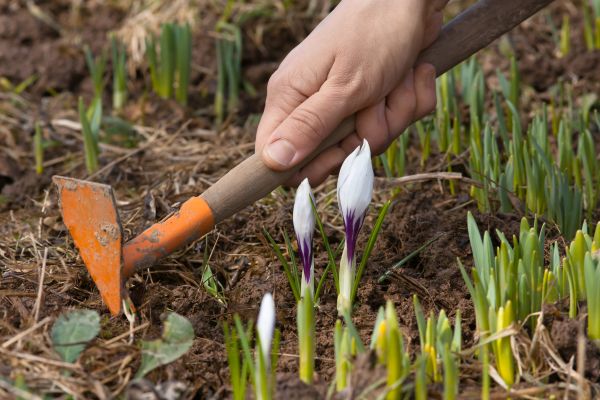 Flower Garden Weeding in Riverton