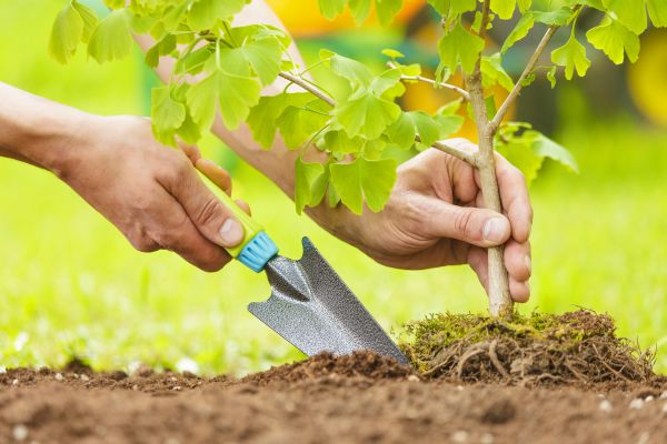 Fruit Tree Planting in Riverton