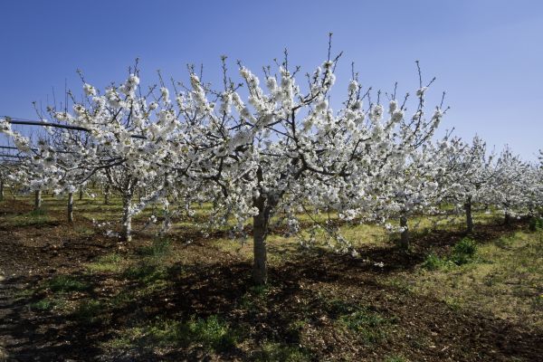 Orchard Planting in Riverton