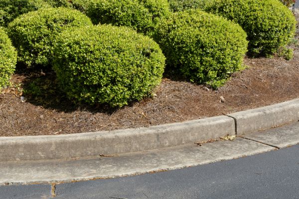 Pine Mulch Installation in Riverton