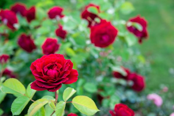 Rose Planting in Riverton