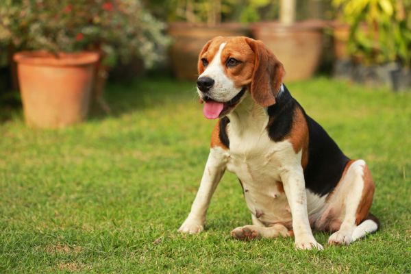 Dog Friendly Landscaping in Riverton