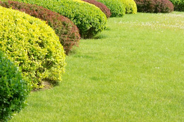 Shrubbery Planting in Riverton