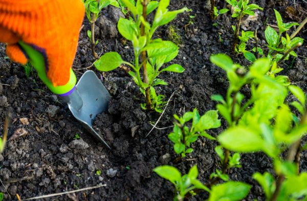 Hydrangea Planting in Riverton