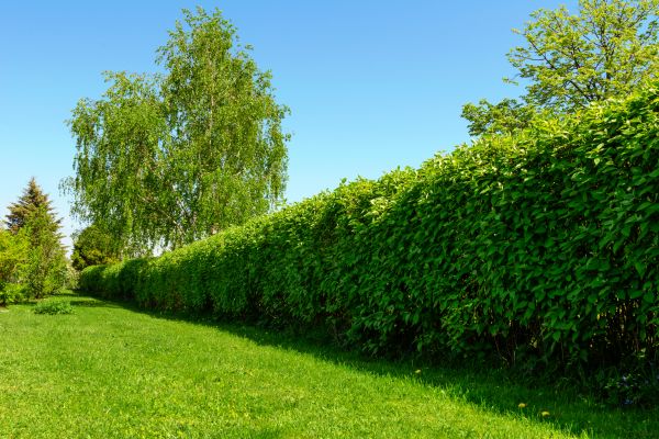 Hedge Replacement in Riverton