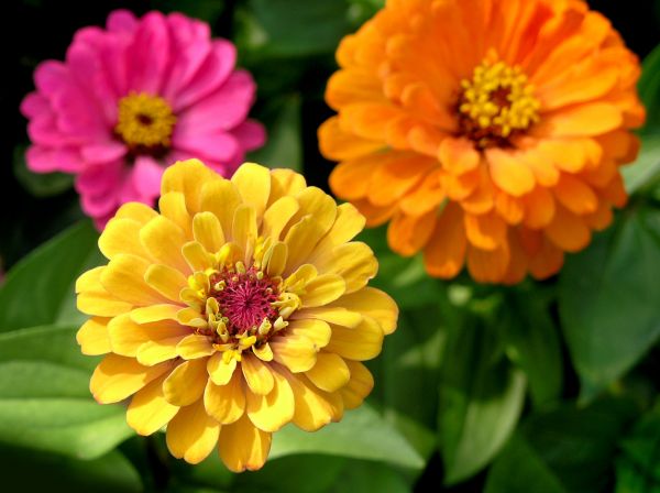 Zinnia Planting in Riverton