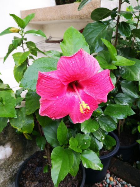 Hibiscus Planting in Riverton