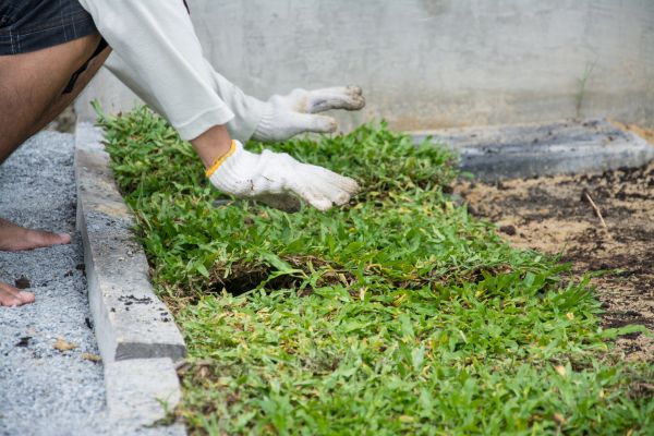 Ground Cover Planting in Riverton