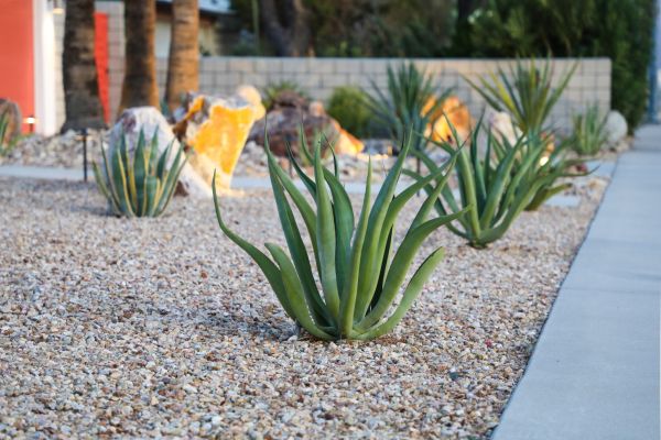 Drought Resistant Landscaping in Riverton