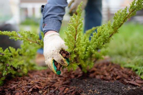 Church Mulching in Riverton