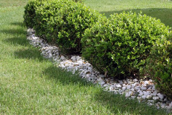 Boxwood Planting in Riverton