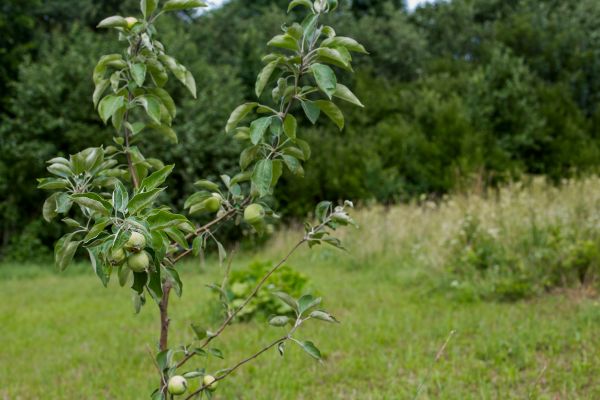 Apple Tree Planting in Riverton