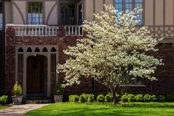 Dogwood Tree Planting in Riverton
